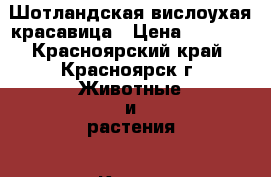 Шотландская вислоухая красавица › Цена ­ 7 500 - Красноярский край, Красноярск г. Животные и растения » Кошки   . Красноярский край,Красноярск г.